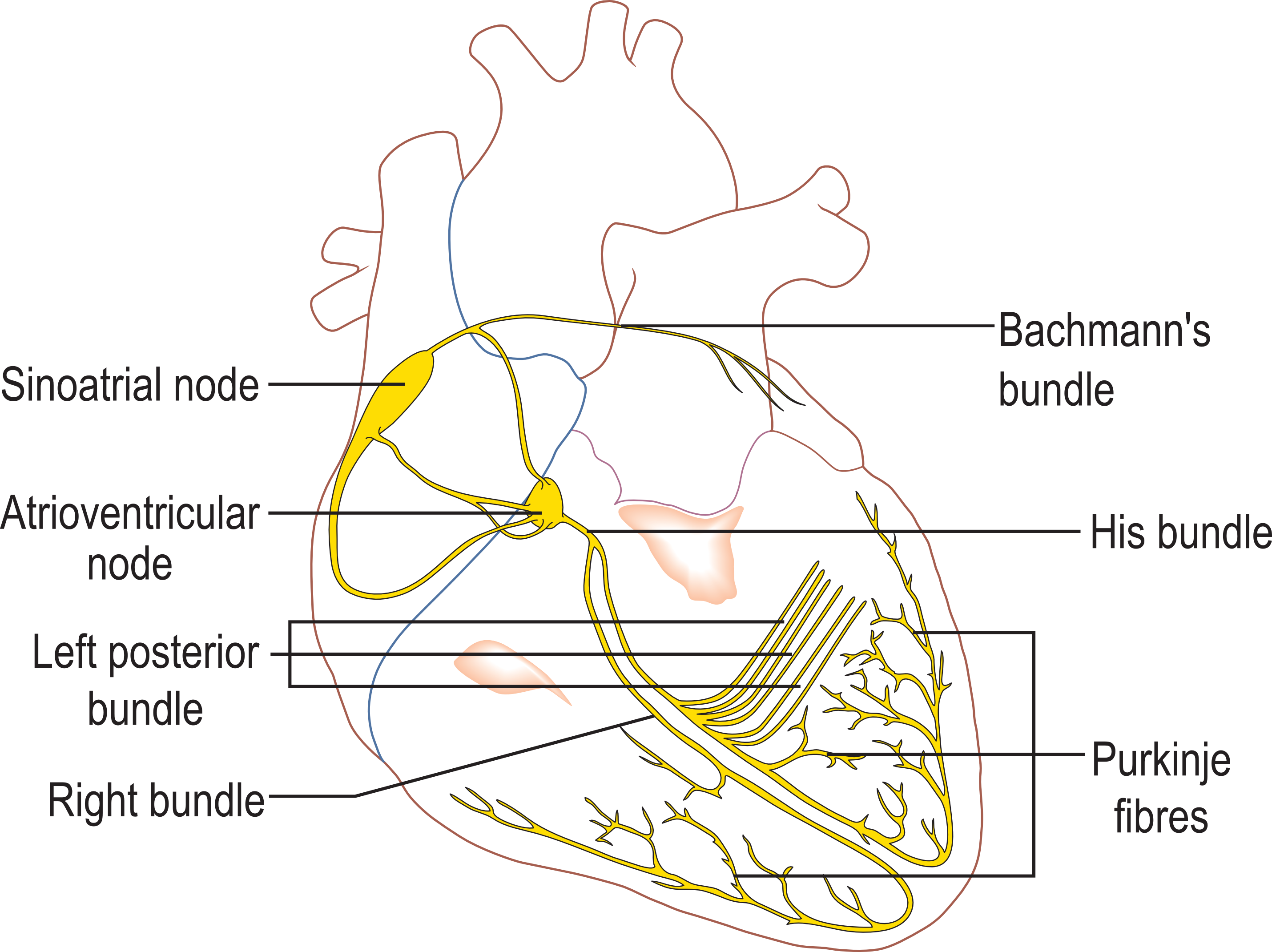 Electrical conduction system of the heart — Madhero88 (Wikimedia)