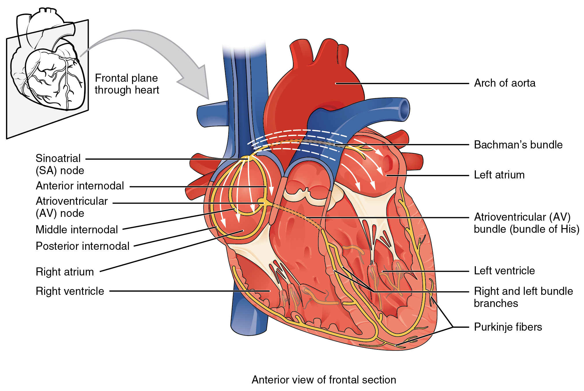Conduction System of Heart — OpenStax